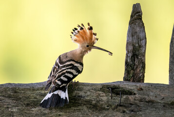 Eurasian hoopoe bird close up ( Upupa epops )