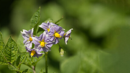 Potatoes flowers blossom, flowering potato plant