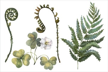 Watercolor vector illustration of forest plants, set fern branches and oxalis © Brelena