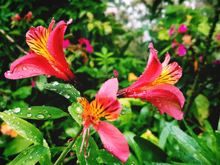 Fototapeta premium red lily in the garden, Pink flower, Pink and yellow flower, Cold environment, Rain Droplets