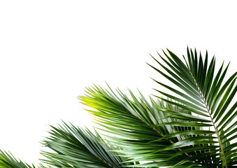 Palm tree leaves. isolated Green tropical leaf of palm coconut tree on transparent background, beach floral background