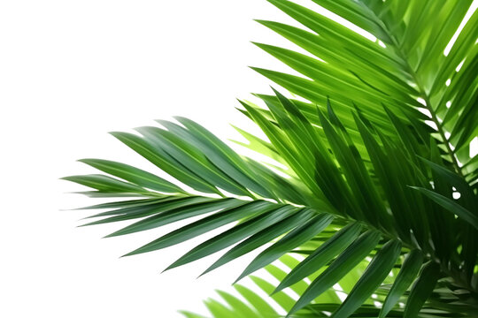 Palm tree leaves. isolated Green tropical leaf of palm coconut tree on transparent background, beach floral background © Alan