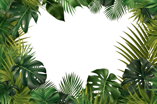 Palm tree leaves. isolated Green tropical leaf of palm coconut tree on transparent background, beach floral background