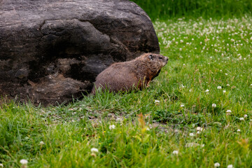 marmot