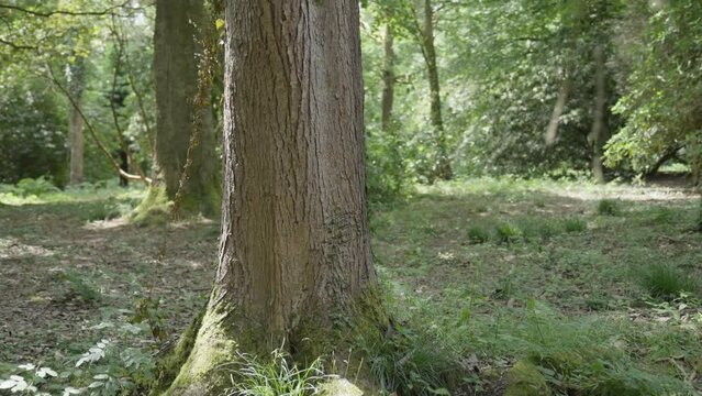 Gimbal shot orbiting a tree trunk in slow motion. 1080P.