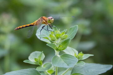 dragonfly on an oregano plant