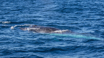 Obraz premium Humpback Whale (Megaptera novaeangliae) on its annual migration up the east coast of Australia - Port Stephens, NSW