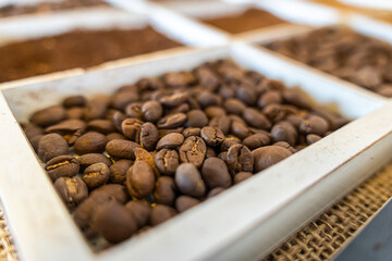 coffee beans macro closeup. Various types of coffee. Selective focus.