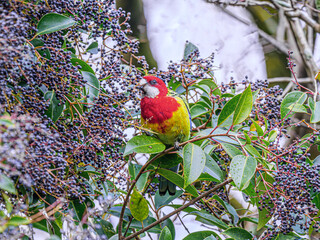 Eastern Rosella Berry In Mouth