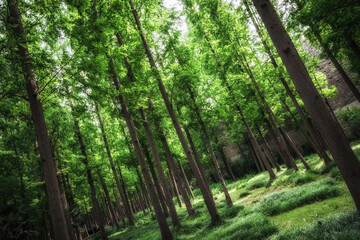 Nice green forest landscape in the city