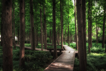 A plank road in the woods