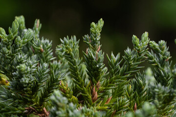 green leaf refreshment with green natural