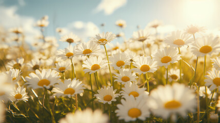 Close-up of a field of flowers on a sunny summer day. Selective focus of daisies outdoors