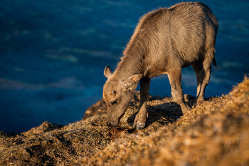 A young Indonesian buffalo calf eats dried grass. On a hill, blue background.