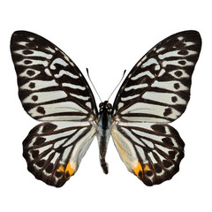 Beautiful butterfly isolated on white. PNG file