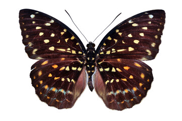 Beautiful butterfly isolated on white. PNG file