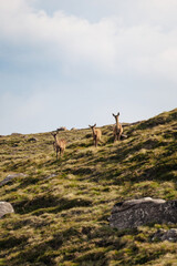 Wild deer group roaming majestic Scottish mountain.