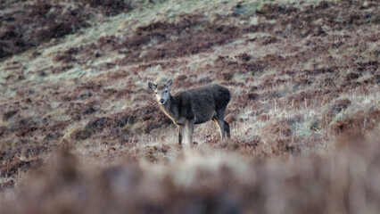 Young deer captured in the Scottish wilderness.