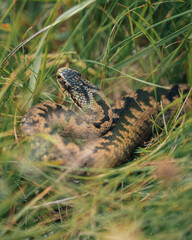 Close-up of wild adder snake in Scottish grass.