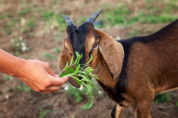 A goat in a field eats grass from his hand. Love for animals and nature. Close-up.