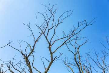 A diseased tree with bare branches against a blue sky. Loneliness and stress. Close-up.