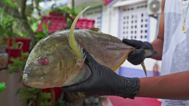 Person displaying Yellow Giant Trevally fish 