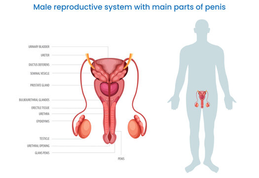 Male reproductive system with main parts of a penis labeled diagram