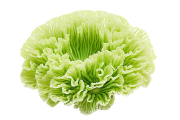 Lettuce Coral  on transparent background (PNG). Generative AI.