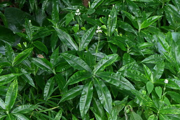 Pollia japonica flowers. Commelinaceae perennial plants.
White flowers bloom in the summer, and...