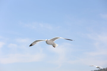 A Baikal gull flies and looks directly into the camera