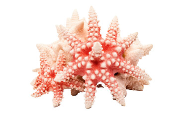 Rough Star Coral on transparent background (PNG). Generative AI.