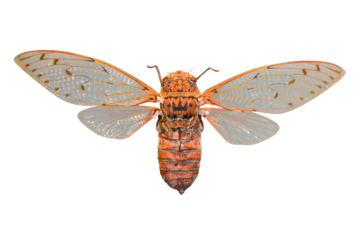 Beautiful insect isolated on white backgroud. PNG File
