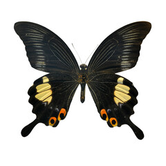 Beautiful butterfly isolated on white backgroud. PNG File