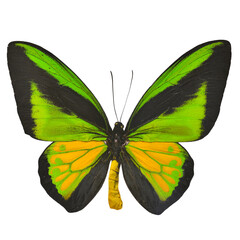 Beautiful butterfly isolated on white backgroud. PNG File