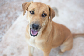 Dog looking to camera, feeling happy