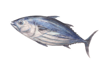 カツオ　魚　水彩色鉛筆イラスト