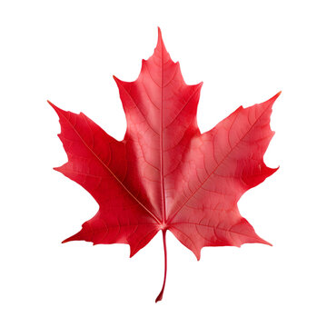 Red maple leaf as an autumn symbol as a seasonal themed concept as an icon of the fall weather