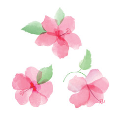 Vector set of pink watercolor hibiscuses - 620045335