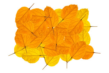Set Of Autumm Leaf Isolated On White Background.