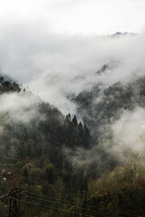  silhouette of the trees in the clouds