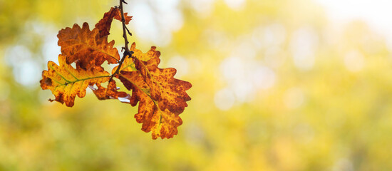 Naklejka na ściany i meble Oak branch with dry leaves on blurred background, autumn background, copy space