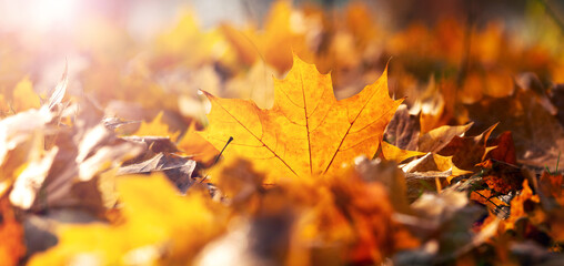 Orange maple leaves on the ground in the forest in sunny weather, autumn background