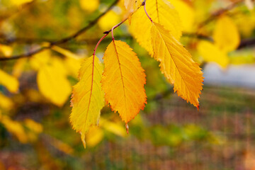 Tree branch with yellow autumn leaves in the forest on a blurred background