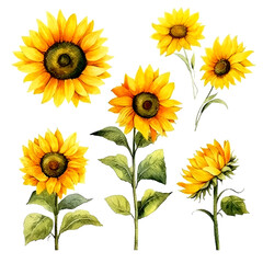 Set of cute sunflower watecolor. flowers and leaves. Floral poster, invitation floral. Vector arrangements for greeting card or invitation design	