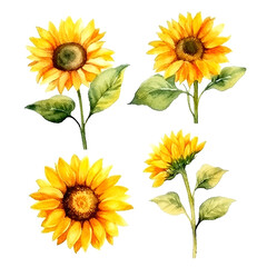 Set of cute sunflower watecolor. flowers and leaves. Floral poster, invitation floral. Vector arrangements for greeting card or invitation design	