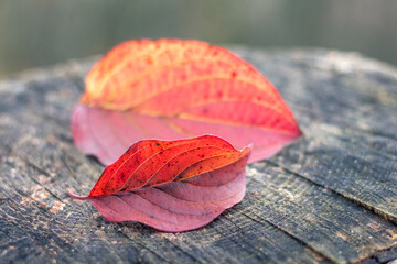 Autumn in the forest. Red autumn leaves on a tree stump in the forest