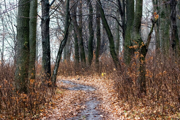 Autumn forest with bare trees and fallen leaves on the ground, a road in the autumn forest
