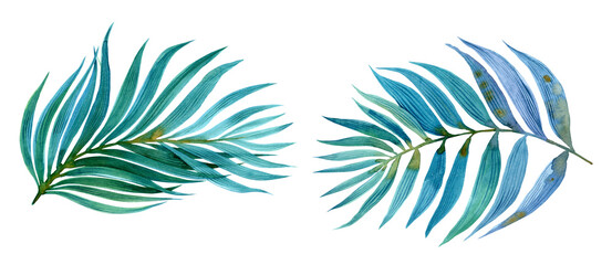 Fototapeta na wymiar Watercolor tropical tree palm leaves illustration. Isolated on white background. Hand-painted. Floral elements, palm leaf. 