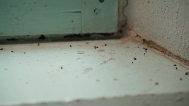 Mouse droppings on the windowsill of an old house