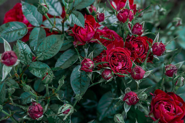 Beautiful red roses with dew at dawn. Beautiful sunlight. The background image is green and pink. Natural, environmentally friendly natural background.